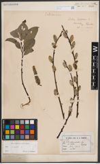Foto von Salix caprea L.